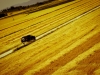 VOLVO XC90 YELLOW FIELD-2